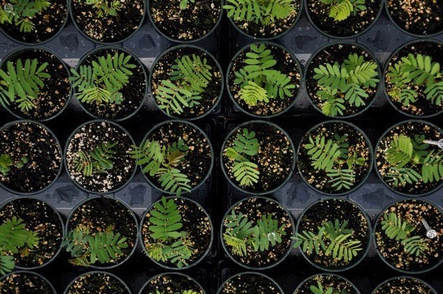 Chamaecrista fasciculata seedlings growing in pots for an experiment.