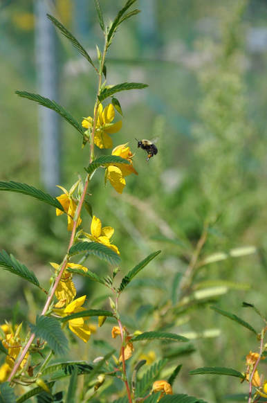 A bumble bee visits Chamaecrista fasciculata.