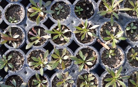 Boechera stricta rosettes growing in pots for an experiment.