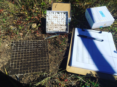 Seed grids for tracking individual seeds in the field.