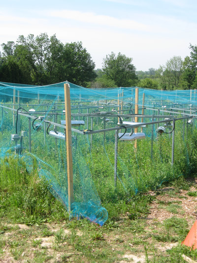 Artificial climate warming arrays covered in bird-exclusion netting.